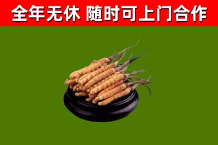 万源回收散虫草