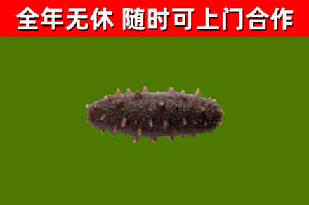 万源回收海参干